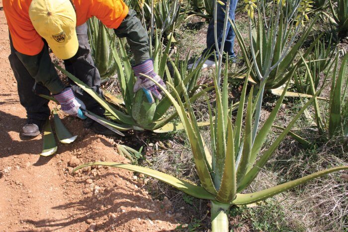 Harvesting Aloe Vera
