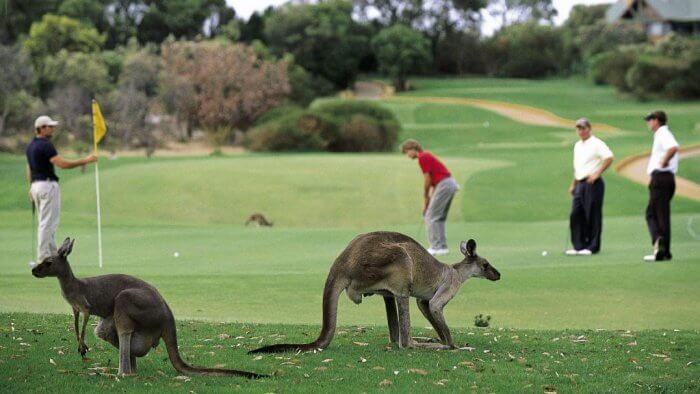 golf with the kangaroos