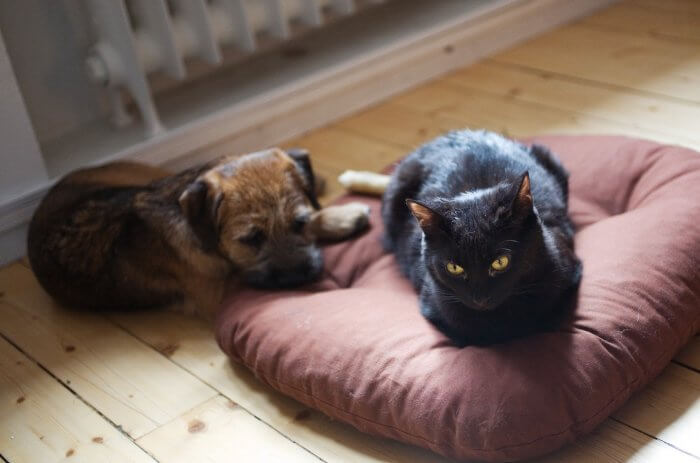 A small bog and black cat are laying on the floor