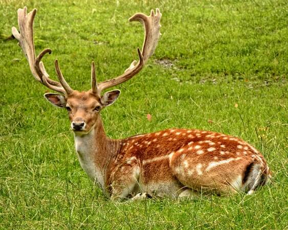 Brown deer laying on the Grass