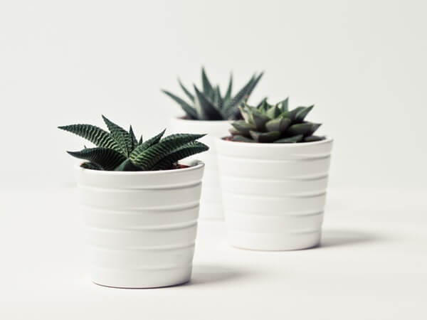 Plant pots for home