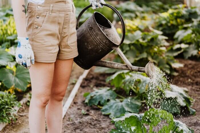 Watering plants